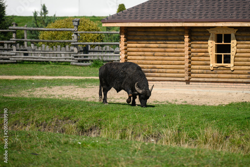 Obraz na plátně Water buffalo grazing on green grass near wooden log cabin