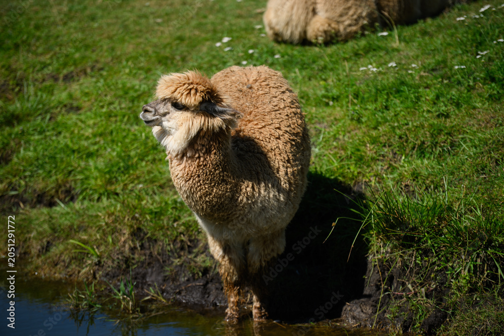 Fototapeta premium Close-up profile of a beautiful fluffy alpaca near water in a green pasture. Cute domestic llama resting on a sunny day in an ethno park farm. Concept of animal husbandry, agriculture and travel