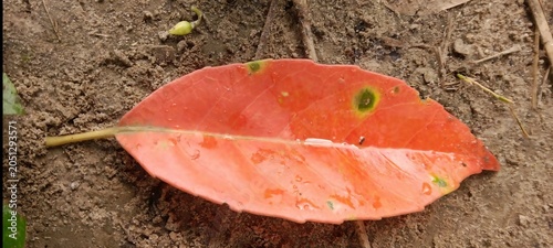 Red fallen leaf resting on damp earthy soil with droplets contrast botanical seasonal environment close-up atmosphere