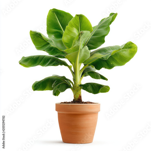 Banana plant with large green leaves in terracotta pot