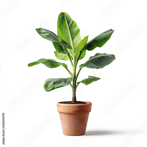 Small banana plant in terracotta pot with green leaves