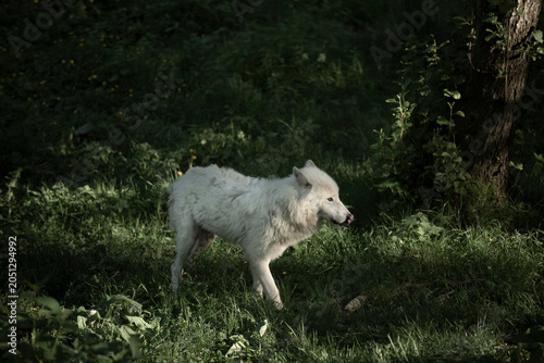 Fotografie Artic wolf