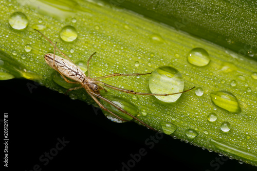 Stretch spider (Tetragnatha) among heavy dew