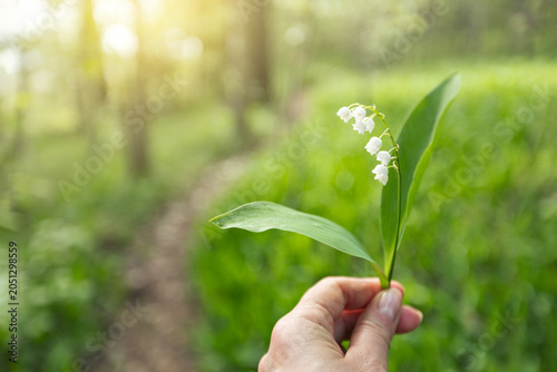 Bild auf Leinwand lilies of the valley in hand. The concept of spring, may, summer
