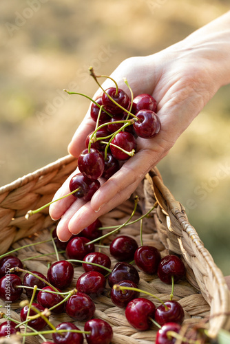 Hand holding a bunch of fresh red cherries over a wicker basket during harvest in a sunny meadow orchard. Swabian Alb, Baden-Wuerttemberg, Germany.