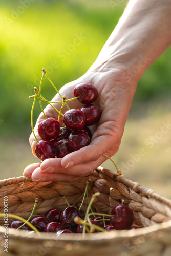 Hand holding a bunch of fresh red cherries over a wicker basket during harvest in a sunny meadow orchard. Swabian Alb, Baden-Wuerttemberg, Germany.