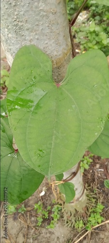 Large green heart-shaped leaf of a climbing vine growing on a tree trunk with climbing botanical woodland tropical detailed