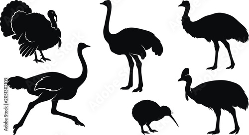 Schilderij op canvas Flightless bird silhouettes ostrich emu kiwi and turkey vector collection