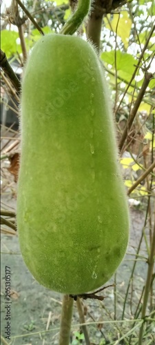 Big healthy ash gourd fruit hanging on a leafy vine with vegetable agriculture nutrition moisture vegetarian culinary