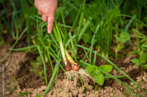 Farmer harvesting green onions from vegetable garden bed. Organic vegetables
