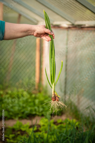 Hand holding freshly picked green onions in backyard garden. Organic vegetables
