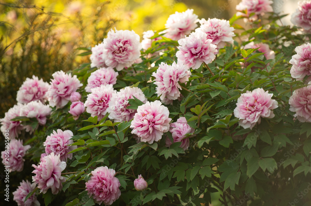 Obraz premium Flowering peony bush in sunny garden landscape