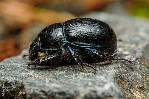 dor beetle (Anoplotrupes stercorosus) or dung beetle