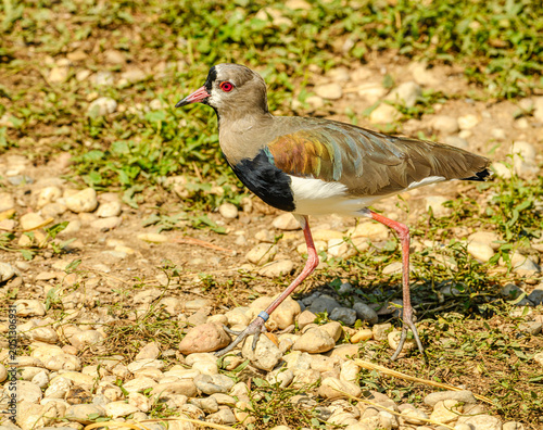southern lapwing (Vanellus chilensis) or quero-quero or tero