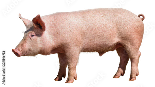 Canvastavla Pink pig standing profile view