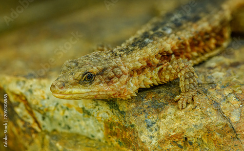 Karusa lizard (Karusasaurus) detail portrait