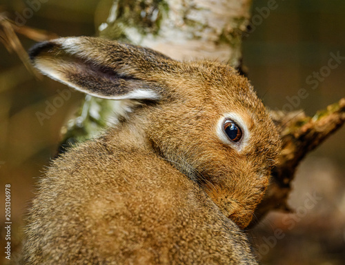 a rabbit cleaning its fur