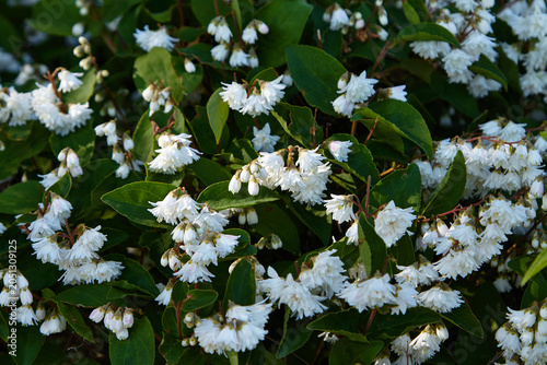 Tablou pe pânză Deciduous shrub Deutzia scabra cultivar Plena with clusters of white flowers and