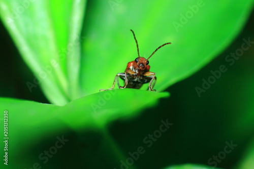 Red Kerria Lacca Insect Extreme Close-Up macro photography Nature Background