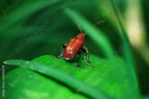 Red Kerria Lacca Insect Extreme Close-Up macro photography Nature Background