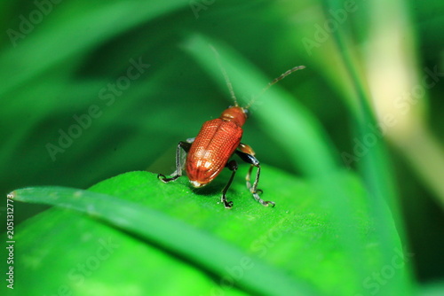 Red Kerria Lacca Insect Extreme Close-Up macro photography Nature Background