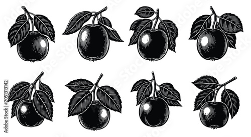 Fotografie Plum Fruit Silhouettes Black And White Engraving Style Collection