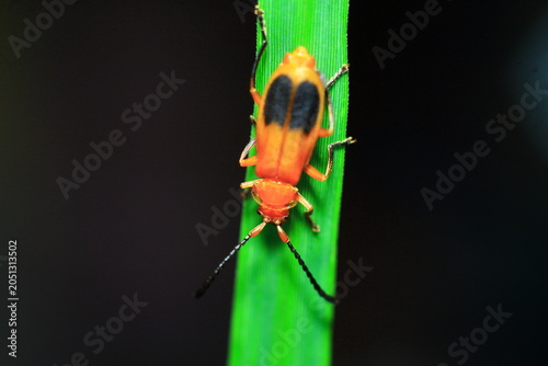 Red Kerria Lacca Insect Extreme Close-Up macro photography Nature Background