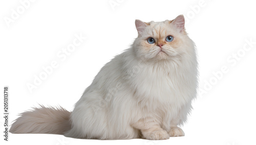 Foto Fluffy white Persian cat with blue eyes sitting