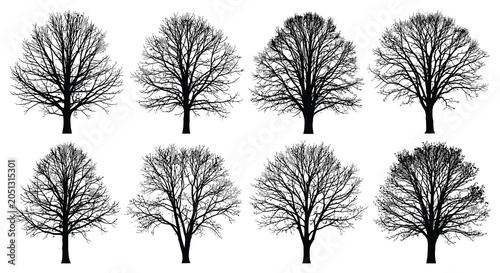Photos Bare Tree Silhouettes Collection On White Background