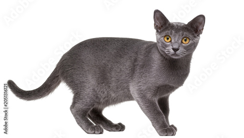 Foto Gray Burmese cat with yellow eyes standing