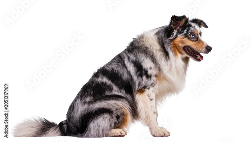 Obraz na płótnie Merle Australian Shepherd dog sitting profile view