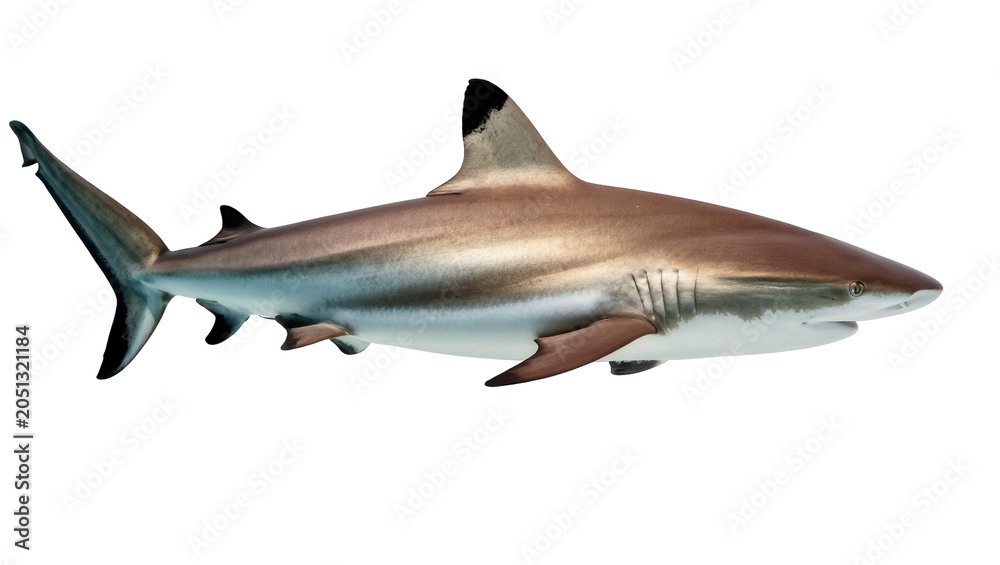 Fototapeta premium Blacktip Reef Shark swimming with sleek body and fins