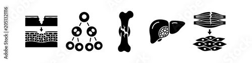 Foto Set of black icons illustrating biological regeneration processes: skin healing, cell division, bone fracture repair, liver regeneration, and muscle tissue recovery
