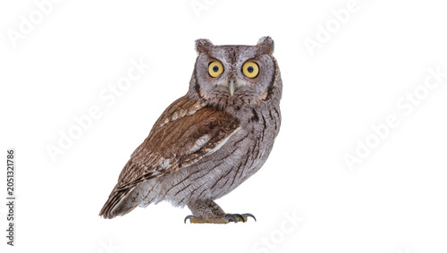 Quadro su tela Eurasian scops owl with yellow eyes and grey brown plumage