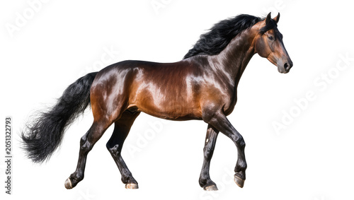 Obraz na płótnie Brown horse with black mane and tail trotting