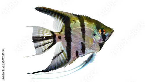 Foto Angelfish with black stripes and fins, side view