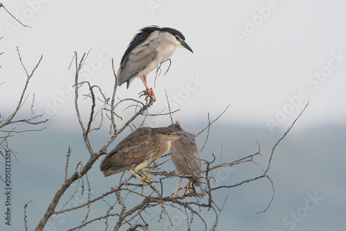 Foto A clear group shot of an adult and two juvenile Black-crowned Night Herons (Nycticorax nycticorax) perched together on a bare, dry tree branch against a pale, overcast sky