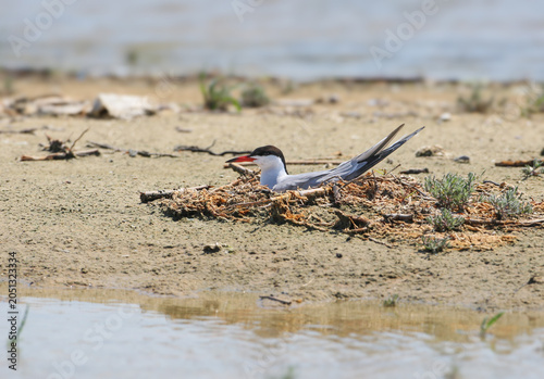Tableau sur toile A crisp, eye-level close-up of a Common Tern (Sterna hirundo) sitting calmly on its nest made of dry reeds and debris on a sandy shore by the water