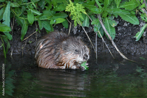 Fotografie A crisp close-up of a wet Muskrat (Ondatra zibethicus) sitting partially submerged in dark water at the riverbank, holding and eating fresh green shoots