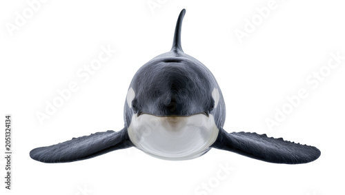 Bild auf Leinwand Orca whale front view with pectoral fins spread