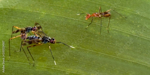 Mating long-legged flies watched by a weaver ant on a green leaf. Macro wildlife interaction and animal behavior drama in the wild.