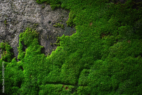 Green moss nature texture lush growth stone surface close up vibrant natural pattern moist environment freshness outdoors