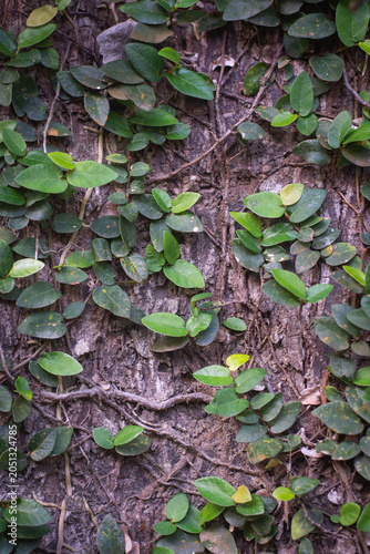 Green leaf vine tree bark nature texture climbing plant outdoor forest natural pattern rough surface closeup fresh organic woody growth foliage