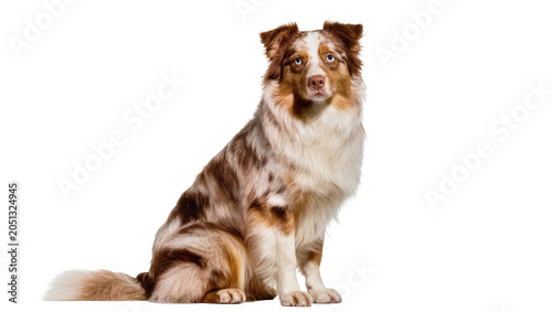 Tableau sur toile Merle Australian Shepherd dog sitting with blue eyes