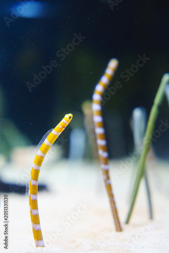 Fotografia Single yellow striped garden eel swaying out of the white sand bed close up port