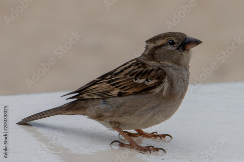 moineau domestique commun posé au sol