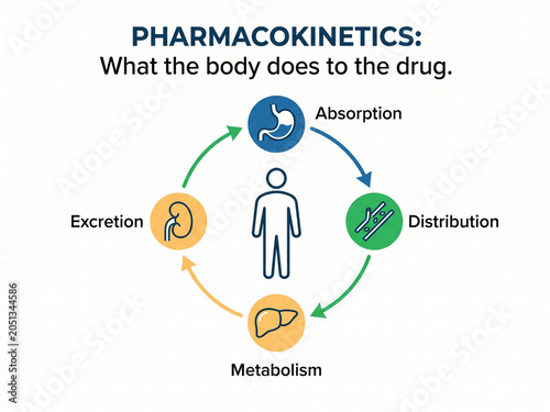 Pharmacokinetics cycle shows the four primary stages of drug movement within the human body, specifically highlighting absorption, distribution, metabolism, and excretion processes for medical.