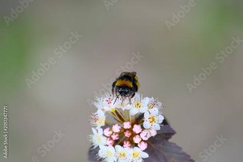 Fluffy bumblebee collecting nectar from white flowers with copy space