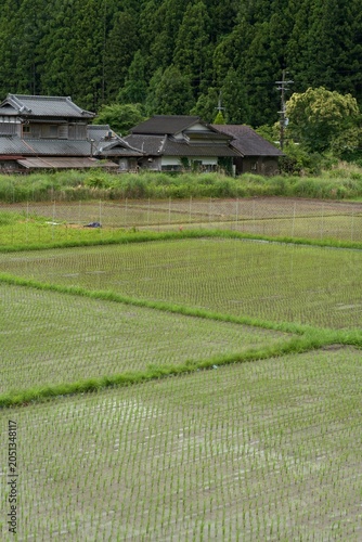 曇りの日の田舎の水田