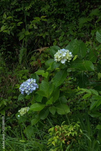 雨の日の美しい紫陽花